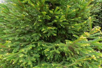 Evergreen Bush Background