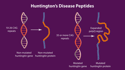 Molecular genesis of Huntington's disease, 3D illustration