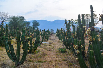 Cultivation of Stenocereus queretaroensis, pitayeros cactus in Jalisco, Mexico