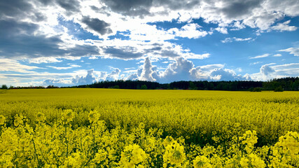 Obraz premium Cloudy sky over yellow rapeseed field