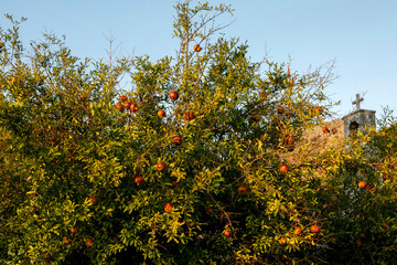 Pomegrante tree in Stari Bar, the old town of Bar, Montenegro