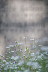 White flowers on an old grave in a cemetery.