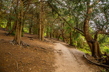 Box hill  near Tad worth in Surrey 