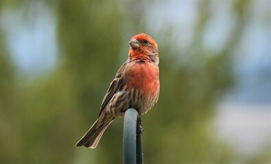 House finch
