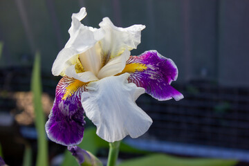 flower closeup