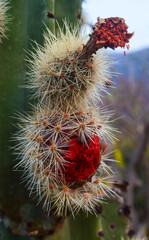 Two pitayas, one in the process of maturing with the flower intact and another already eaten by the...