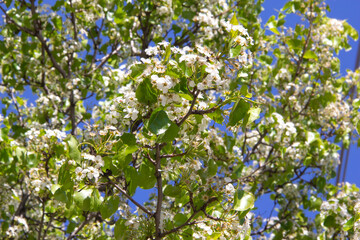 Close-up of pear tree blossoms