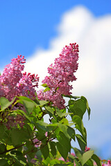 beautiful bright flowers of blossoming lilac