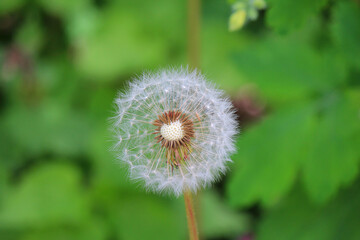 fluffy faded dandelion on a green background