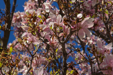 Magnolia tree close-up