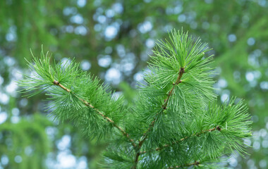 Branch with young shoots of Siberian larch from the pine family.