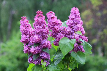 beautiful bright flowers of blossoming lilac