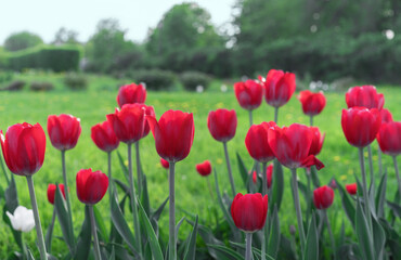 Red tulips in the rays of sunset on a background of a green field.