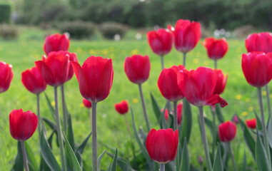 Obraz premium Red tulips in the rays of sunset on a background of a green field.