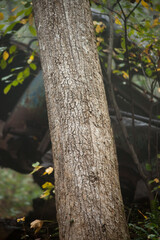 A rusty truck wrecked in the trees