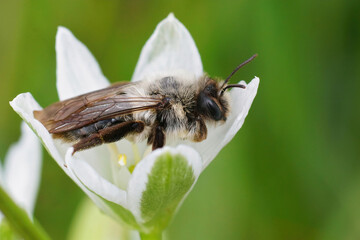 Closeup of a female grey-backed mining bee, Andrena vaga, hiding from the cold win in a white flower