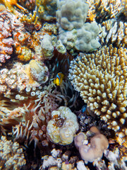 colorful corals and exotic fishes at the bottom of the red sea. beautiful natural summer background