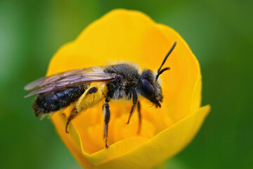 Close up of a female mellow miner, Andrena mitis, resting on a meadow buttercup, Ranunculus acris