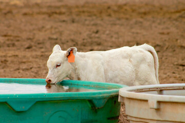 Charolais Calf Drinking Water Out of a Stock Tank © Jared S Davies