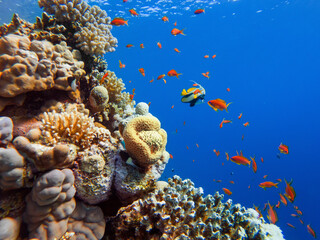 colorful corals and exotic fishes at the bottom of the red sea. beautiful natural summer background