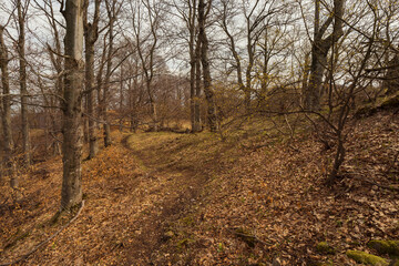 Obraz premium Barren trees in the forest in early springtime