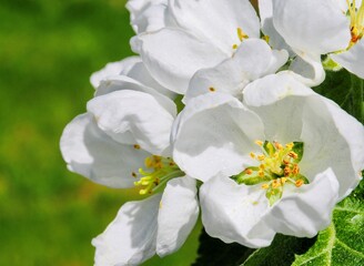 White blossoming apple trees in the sunny light. Close up. Macro. Summer spring flowers background. Enjoying nature.