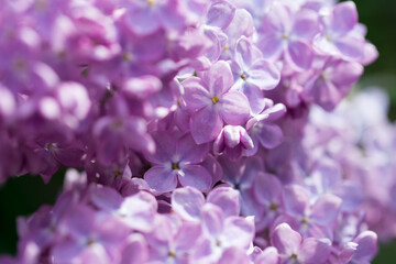 Lilac flowers. Beautiful spring background of flowering lilac. Selective soft focus, shallow depth of field. Purple lilac