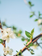 Spring summer blooming flower background. Selective focus of beautiful branches of white Cherry blossoms on the tree on light blue sky background in sunlight. Gardening. Banner Hello May. Copy space