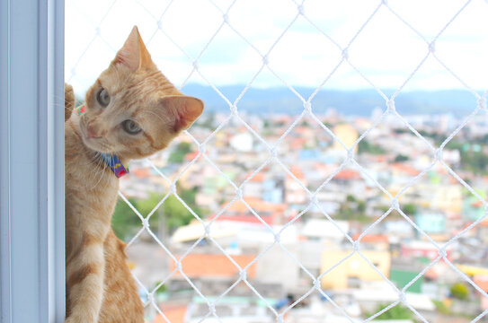 Gato filhote amarelo em pé na janela. Animal de estimação com olhar curioso, brincalhão, engraçado.
