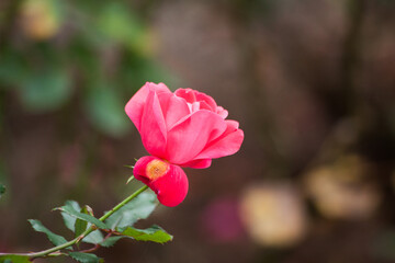 Red Rose blooming in the Sunshine
