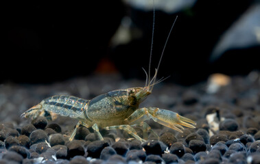 Blue crayfish shrimp show claw in front of itself for defensive and also look for food in aquatic soil in fresh water aquarium tank.