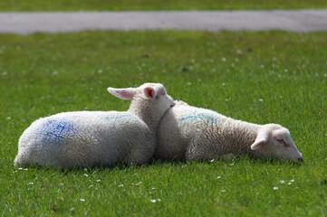 Kuschelnde Schafe