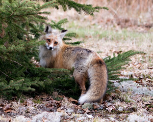 Naklejka na ściany i meble Red Fox Photo Stock. Fox Image. Close-up profile view by a spruce tree in the springtime with blur background and moss in its environment and habitat. Picture. Portrait.