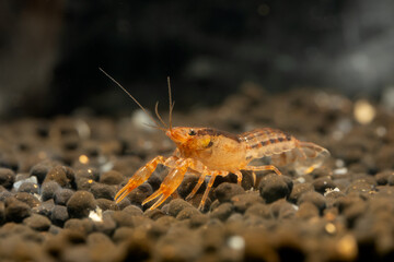 Orange or yellow dwarf crayfish shrimp in fresh water aquarium tank look for food on the ground with dark background.