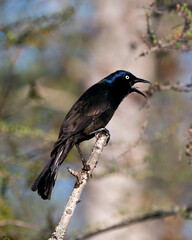Grackle Photo Stock. Perched with a blur background in the forest displaying open beak, body, blue mauve feather plumage, head, feet, eye,  in its habitat and environment. Image. Picture. Portrait.
