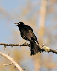 Grackle Photo Stock. Perched with a blur background in the forest displaying open beak, body, blue...