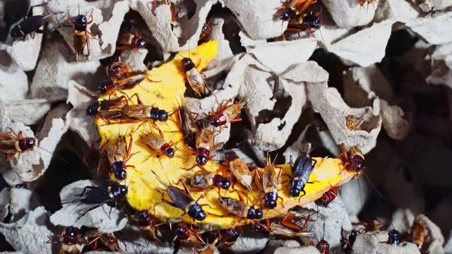 Group of Cricket (Acheta domestica) on egg pack paper in insect house.
