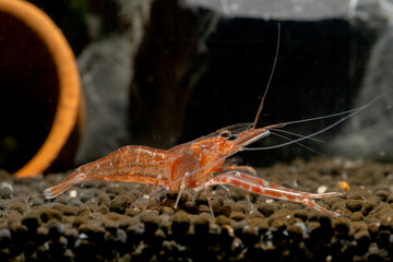 Pink Supan dwarf shrimp with long claw look for food in aquatic soil with background of poetry decoration and rock.