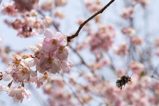 Biene in diversen Flugphasen vor rosa bl&uuml;hender Zierkirsche vollgepackt mit Bl&uuml;tenstaub