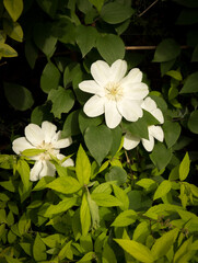 Clematis Guernsey Cream - clematis blooming