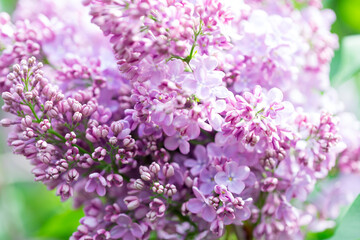 Lilac flowers. Beautiful spring background of flowering lilac. Selective soft focus, shallow depth of field. Purple lilac