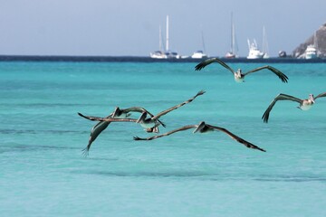 Pelican on the hunt