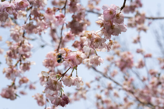 Biene in diversen Flugphasen vor rosa bl&uuml;hender Zierkirsche vollgepackt mit Bl&uuml;tenstaub