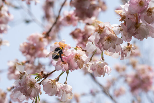 Biene in diversen Flugphasen vor rosa bl&uuml;hender Zierkirsche vollgepackt mit Bl&uuml;tenstaub