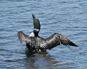 Loon Photo Stock. Loon Wetland Image. Loon on Water. Loon Drying Wings. Spread wings in its wetland environment and habitat with blur blue water background.  Looking towards the sky. Picture. 