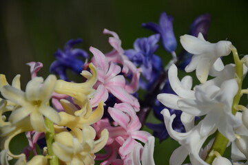 White, yellow, pink and blue hyacinth on a flower bed
