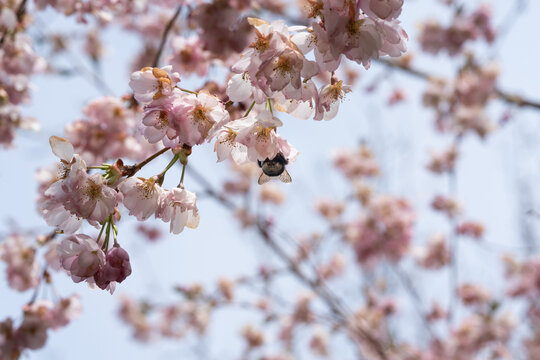 Biene in diversen Flugphasen vor rosa bl&uuml;hender Zierkirsche vollgepackt mit Bl&uuml;tenstaub