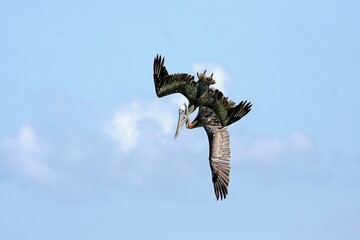 Pelican on the hunt