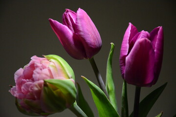 Fototapeta premium Three beautiful pink tulips on a dark background