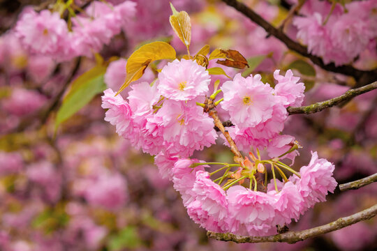 blooming pink flowers of sakura in ukraine. cherry blossom season in springtime. close up floral background